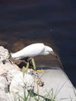 white egret